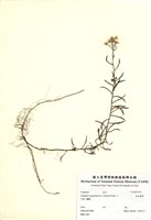 藏品(抱莖籟蕭)的圖片